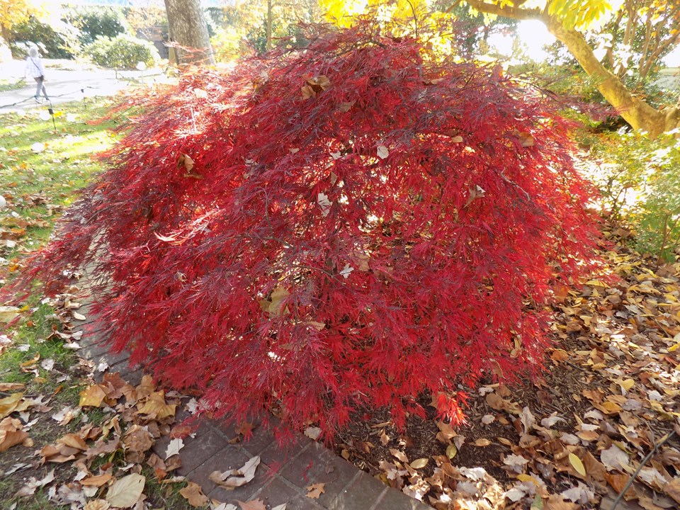 Japanese maple