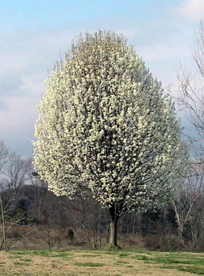 Flowering Pear Chanticlear